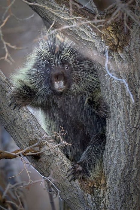 porcupine